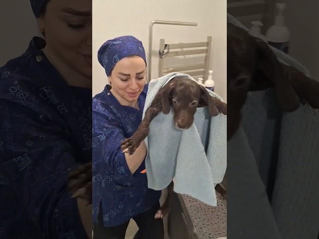 First Bath After Growing Fur – For Sezar’s Littlest Member!