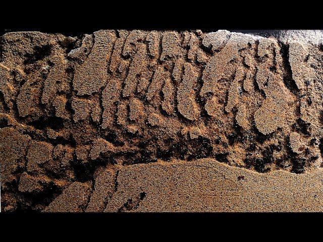 Sand ant farm - ants digging tunnels time lapse 4k #greentimelapse #gtl #timelapse