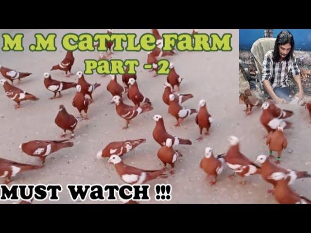 M.M Malik Cattle Farm Ka Shouq | Part 2 | | Munna Bhai | | 22 - Feb - 2023 |