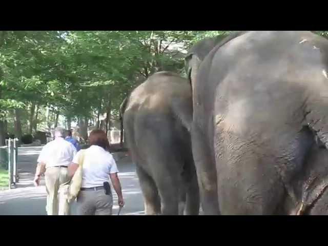 Elephants walking through Southwick's Zoo