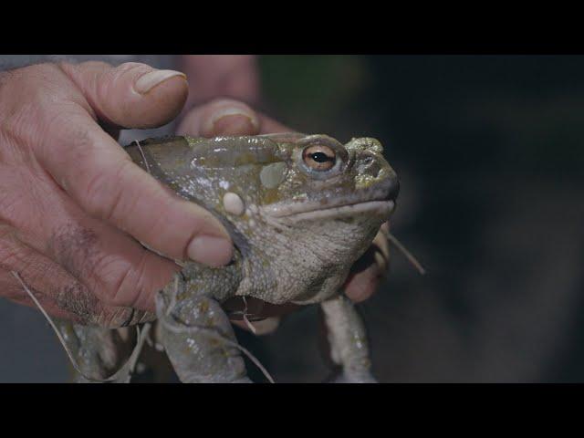 Sonoran Desert Toad Psychedelics