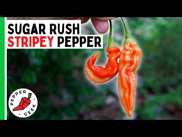 Sugar Rush Stripey Pepper - Most AMAZING Pepper Ever? Pepper Geek