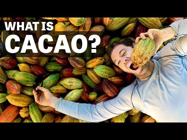 What Is Cacao? | Ep.104 | Craft Chocolate TV