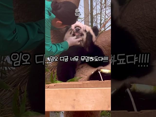 빵하면 눕는 판다 후댕댕 #후이바오