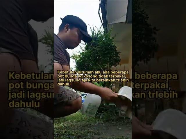 MENYEDIAKAN MEDIA TANAM SAMBIL MENUNGGU BENIH RUMPUT UNTUK KELINCI YANG MASIH DI RENDAM #shorts