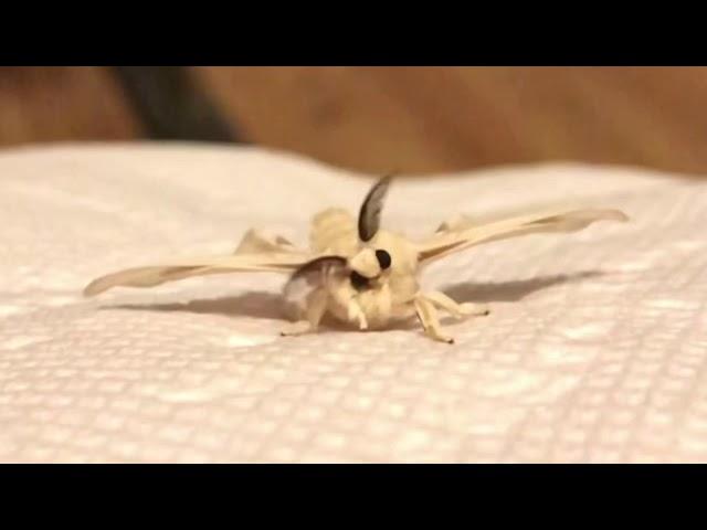 Adorable fuzzy silk moth