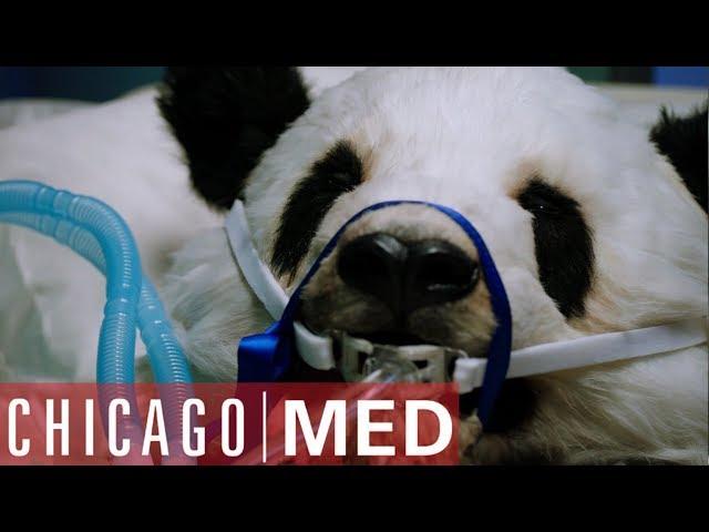 Dr Rhodes Operates On A Panda | Chicago Med