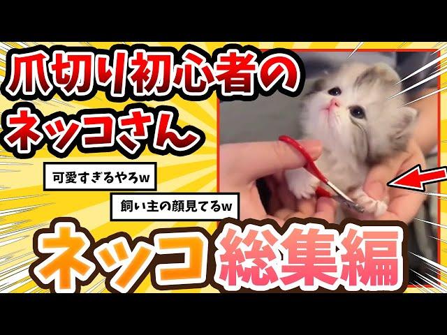 【2ch動物スレ総集編】初めて爪切りをする子ネッコ→反応が可愛すぎるwww / ネッコ300選！