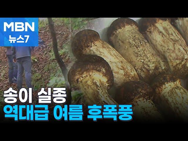 역대급 여름 후폭풍…실종 송이, 양구 사과, 서울 바나나 [MBN 뉴스7]