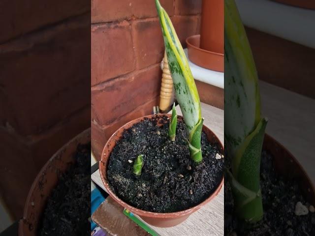 Sansevieria (snake plant) Rhizome Cuttings