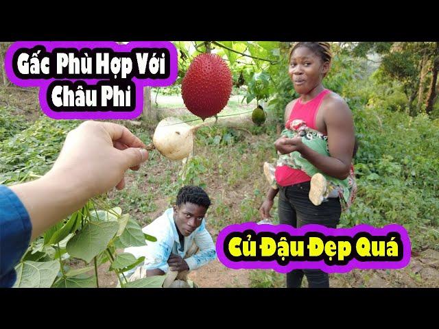 Những Cây Gấc của trang trại giờ ra sao?||Tương Lai Củ đậu của gia đình Lêu|| Cuộc sống Châu phi