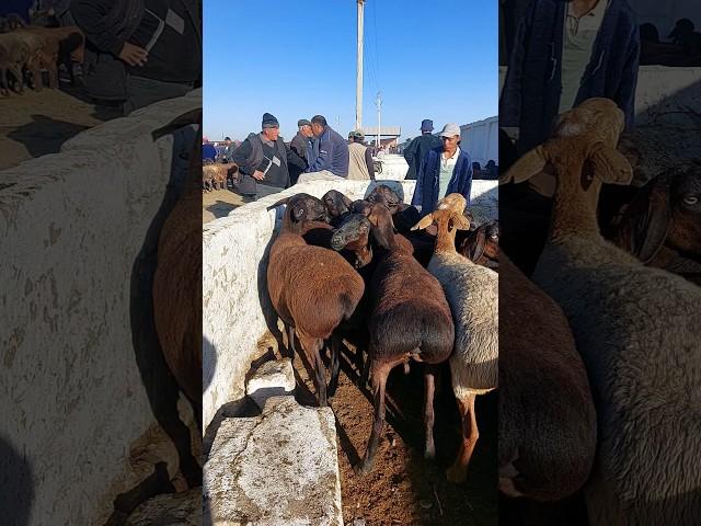 СОВЛИК КУЙЛАР УДАРЛАРИ СОТИЛАДИ