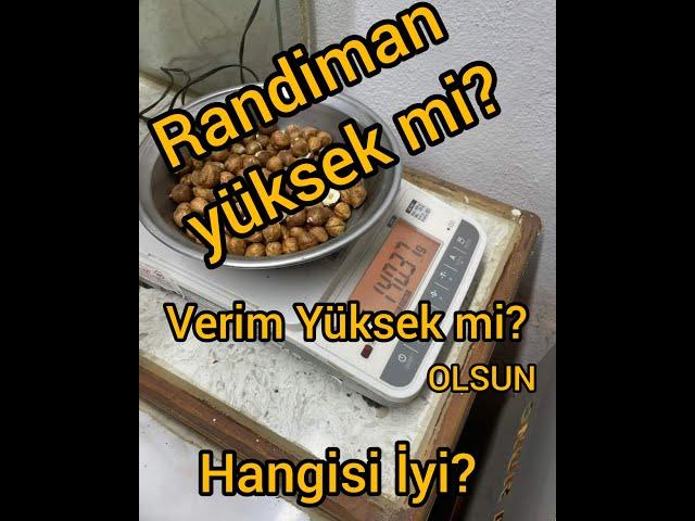 Fındıkta Randıman Nasıl kırılır? Herkes Öğrenmeli