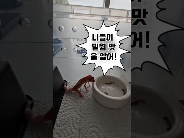 #생물관찰 #reptiles #반려동물 #leopardgecko #레게 #도마뱀 #레오파드게코 #초보 #베이비도마뱀 #gecko  #먹방 #먹방브이로그