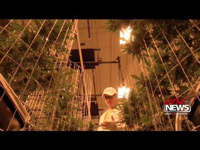 A look inside Mason County's newest high-tech marijuana growing operation