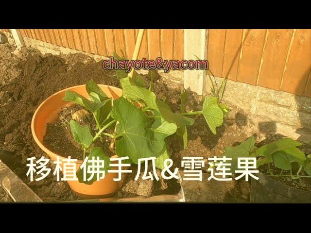 移植雪莲果，佛手瓜，佛手瓜如何打顶，庭院种植佛手瓜，温度不够佛手瓜如何保温(yacon&chayote)，最后霜冻期4月20，地区不同日期不一样。