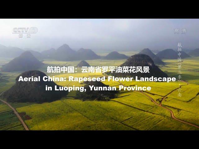 航拍中国：云南省罗平油菜花风景Aerial China: Rapeseed Flower Landscape in Luoping, Yunnan Province