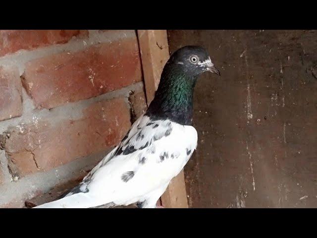 6 piece  breeder par piece 1400 m Rizwan  Faisalabad 03087200827#@pigeon