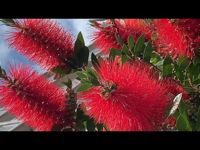 #UNUSUAL LOVELY RED #CRIMSON BOTTLEBRUSH#Short