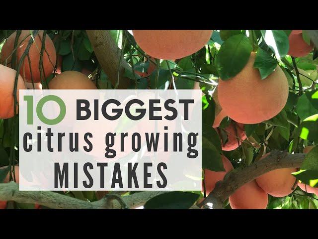 10 Biggest CITRUS GROWING MISTAKES