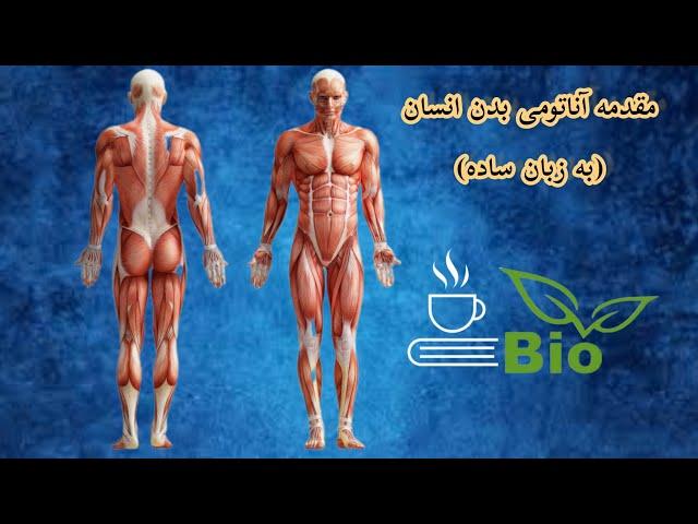 آناتومی (به زبان ساده) مقدمه ای بر آناتومی بدن انسان