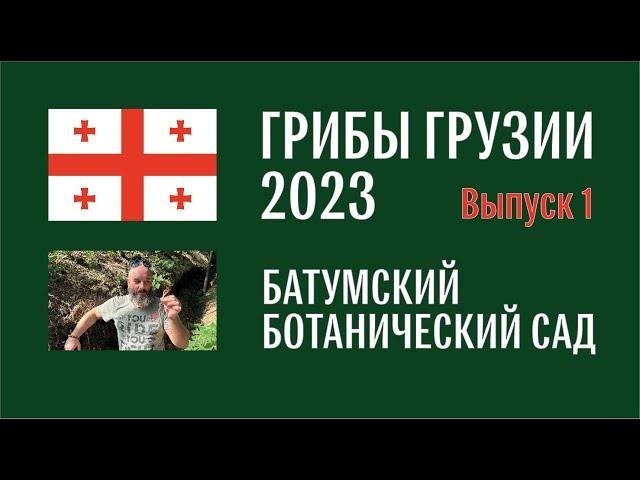 Грибы Грузии 2023. Выпуск №1. Батумский ботсад. Сыроежка, груздь, цветохвостник и другие грибы.