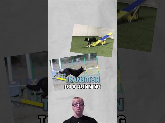 The Fast Dog's Guide to Self-Release vs. Running! | Dog Agility #dog #dogtraining