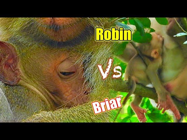 Brair vs Robin ..!! Nice clip 2 baby ..