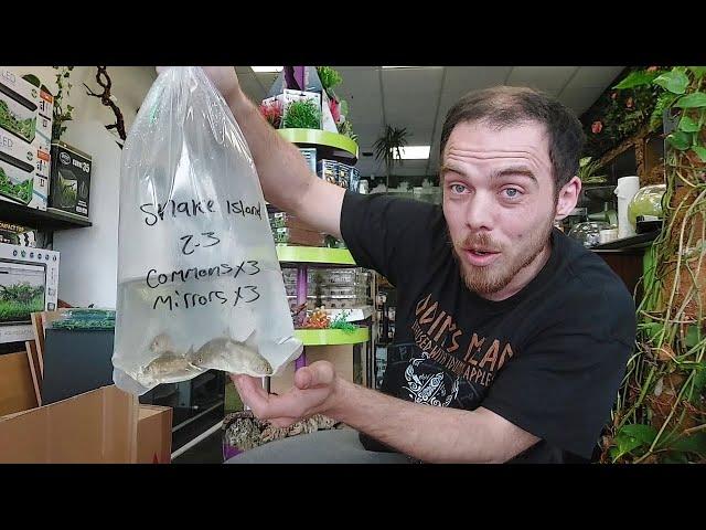 Fish Delivery Unboxing (Snake Island Exotics)#aquarium #unboxing #fish