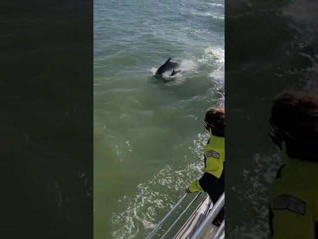 Dolphins  and ️ !!!!  @SailingTraderLiveLandSea