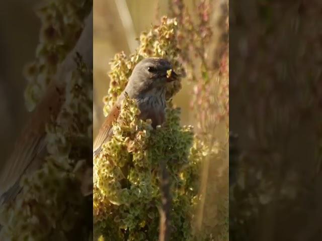 Linnet