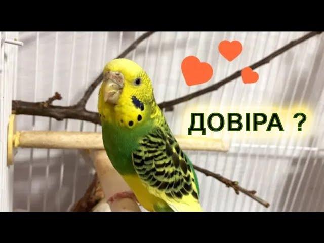 How to make a parrot trust you? Bird training