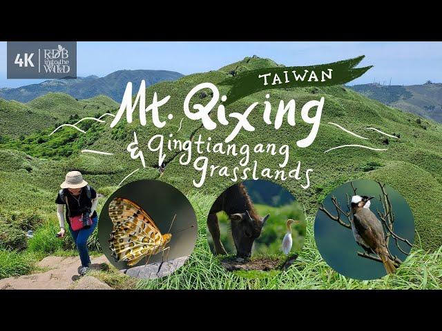 [Taiwan Vlog 5] Climbing the highest peak in Taipei - Mt. Qixing + Qingtiangang Grassland