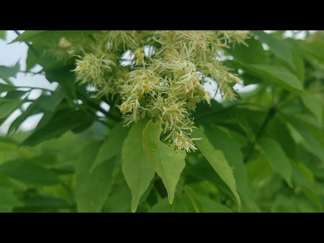 Μηλιάδι ή μικρός φράξος (Fraxinus ornus) στο δάσος του όρους Χαϊντού της Ροδόπης