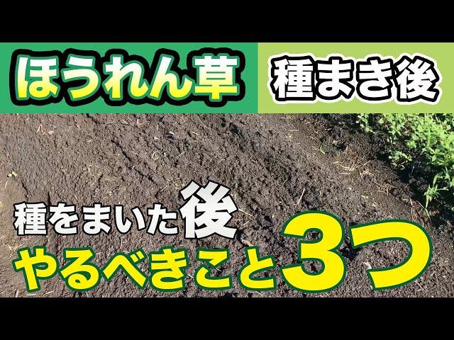 【ほうれん草】種をまいた後にこれをやるだけで大きく育ちます　その秘訣とは