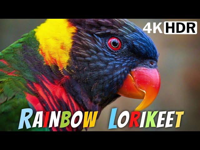 COLORFUL BIRDS | THE AMAZING RAINBOW LORIKEETS | RELAXING BIRD SOUNDS | STRESS RELIEF | EXOTIC BIRDS