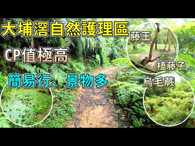 【香港好去處】大埔滘自然護理區｜CP值極高的生態遠足郊遊路徑｜大埔滘野外研究園｜河溪、㥺藤子、荷花、烏毛蕨｜綠化度極高｜