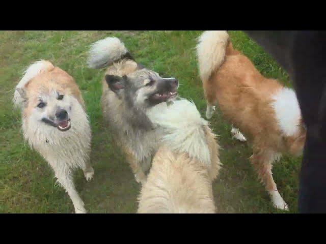 Steinunn's Kennel  Wir können auch zivilisiert 