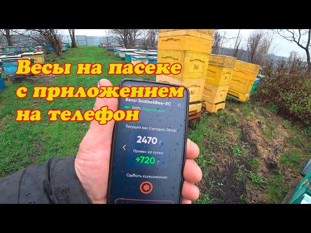 ПРИКУПИЛИ ВЕСЫ НА ПАСЕКУ, НАСТРОИЛИ И УСТАНОВИЛИ ПОД УЛЕЙ