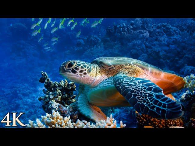 12HR Ambient Underwater 4K Nature Relaxation Film: Treasures of the Ocean - Colorful Sea Life