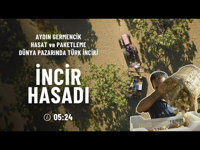 İncir Hasadı, Kurutma ve Paketleme, Germencik