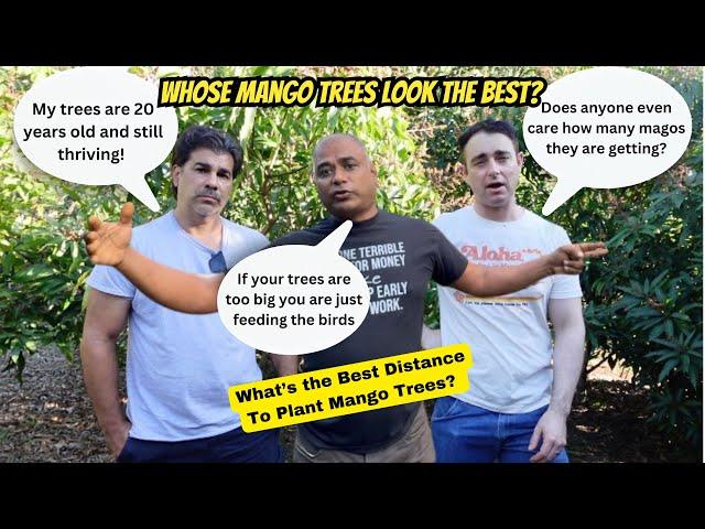 Expert Tips on Mango Tree Spacing with The Fruitful 5 Minus 1