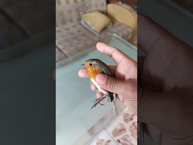 Two Birds