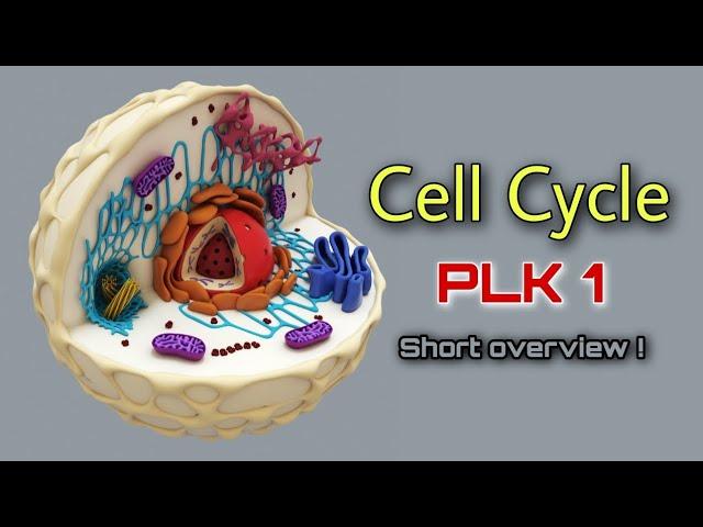 Cell Cycle & PLK1 Short overview ! #biology #cytology