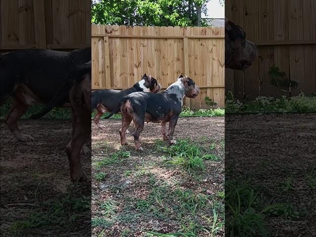 #americanbully#pocketbullies #subscribe #support