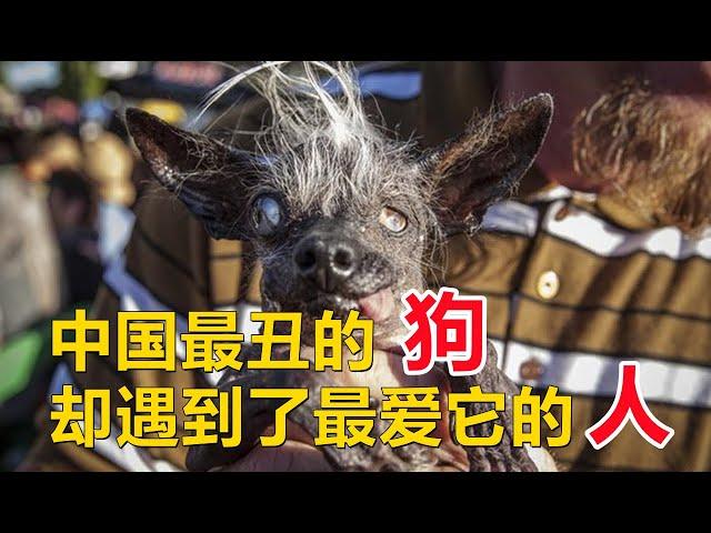 【宠物狗】狗狗因为意外，变得奇丑无比，可是却遇到了最美的人照顾它