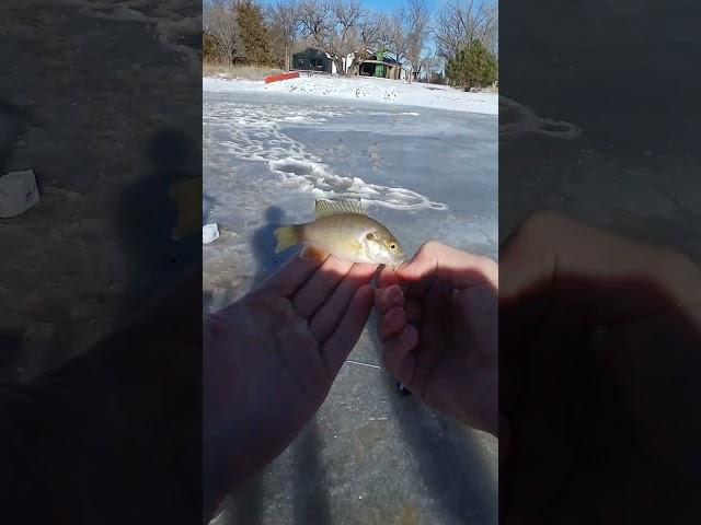 Catching Fish While Ice Fishing