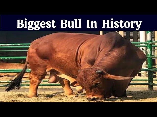 Biggest Bull In History | Bull Of 2021