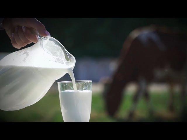 World Milk Day 2022