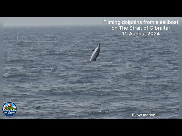 Dolphins next to our Sailboat at The Strait of Gibraltar